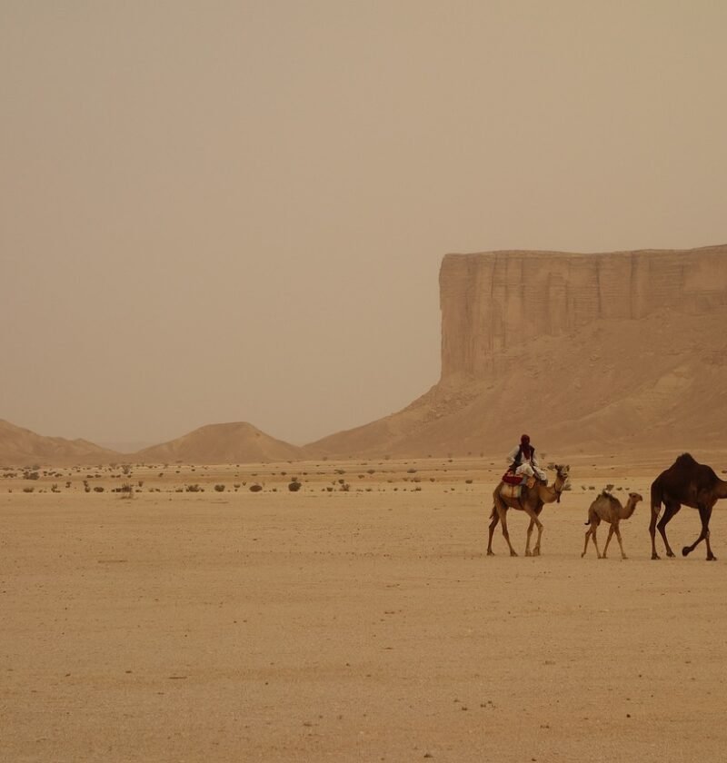 camel train, saudi arabia, ramadan