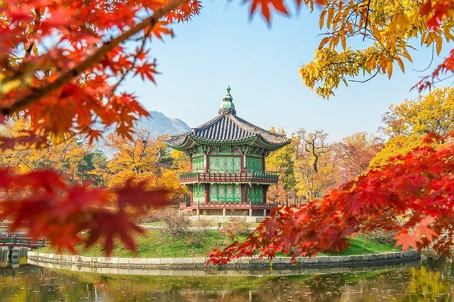 Korea, tree, gyeongbokgung