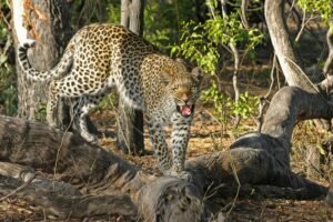 Brown and White Leopard on Tree Roots