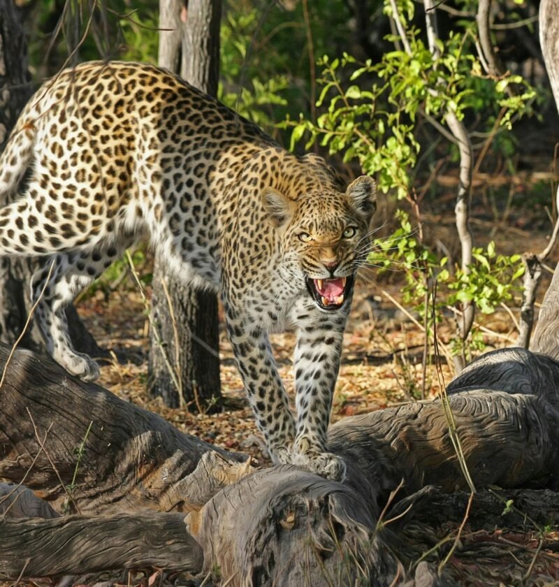 Leopardo marrón y blanco en las raíces de los árboles