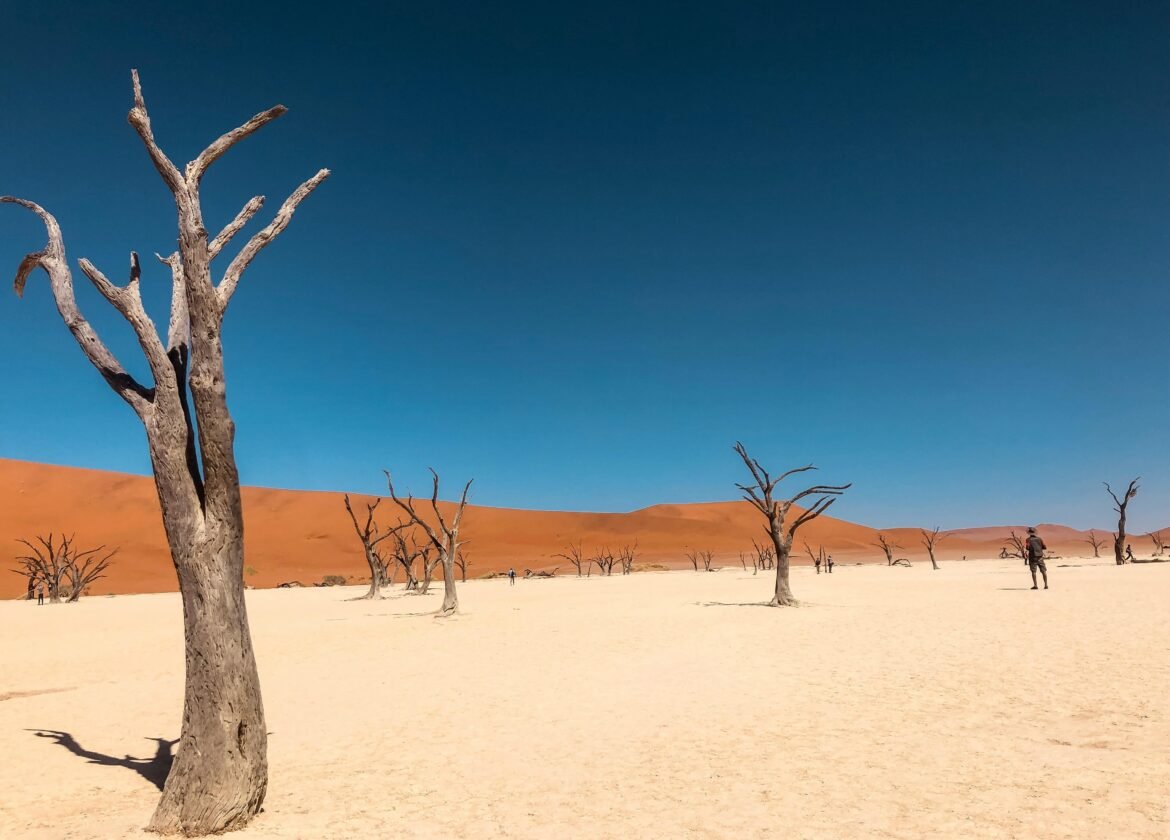 Bare Tree on Brown Sand Under Blue Sky