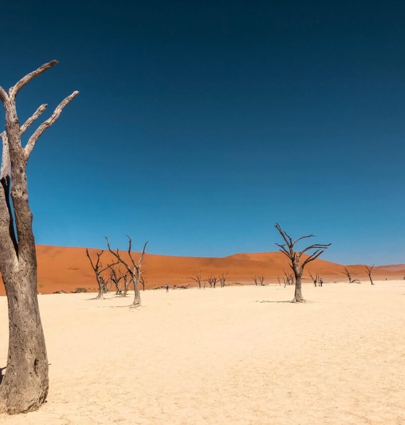 Bare Tree on Brown Sand Under Blue Sky