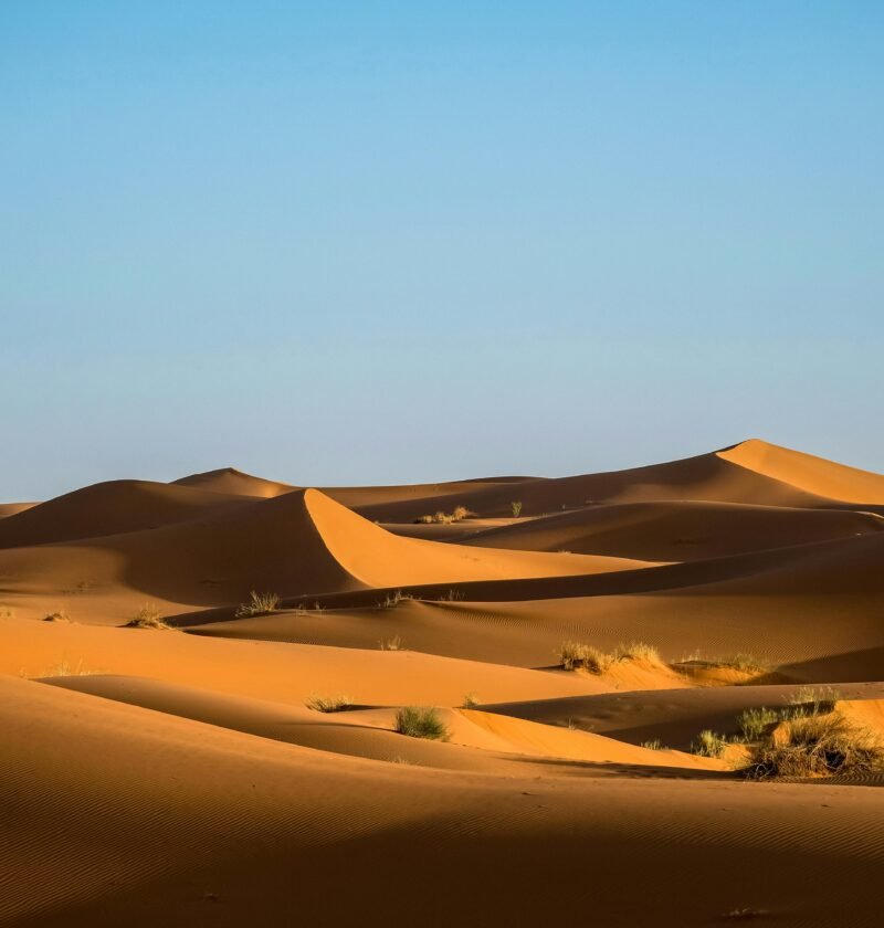 Arbustos verdes en el desierto