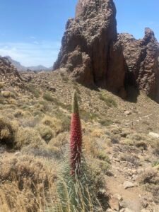 Parque del Teide