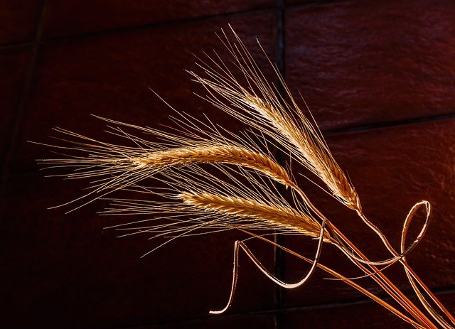 barley, dried grass, cereal grain