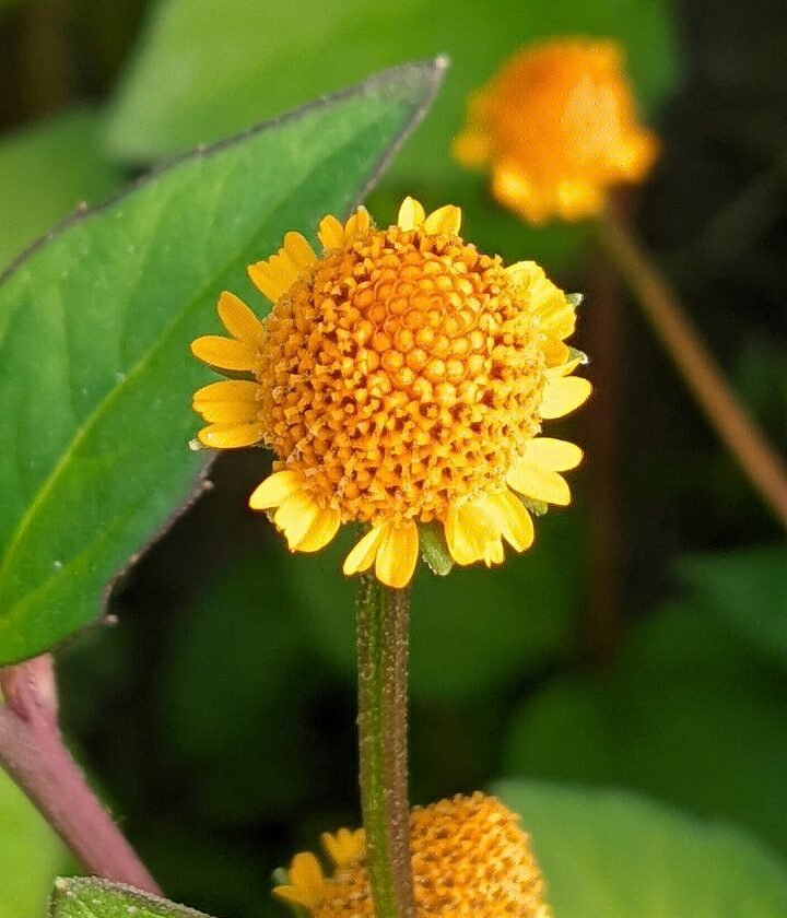 flower, acmella oleracea, nature