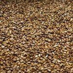 Le Fonio : La petite graine africaine qui va révolutionner votre cuisine sans gluten